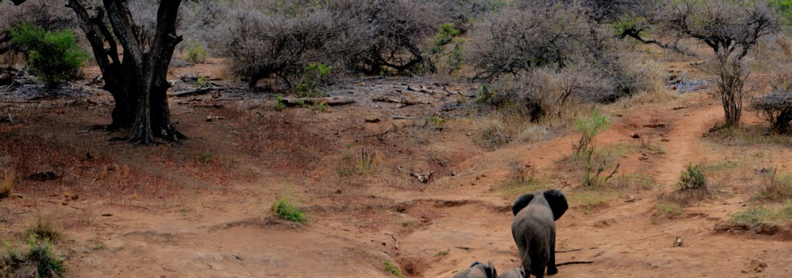 Stampeding Elephants