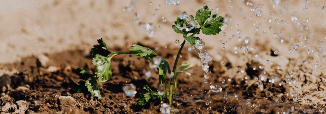 Watering the weeds