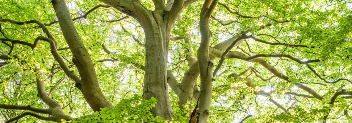 Can trees grow to the sky?